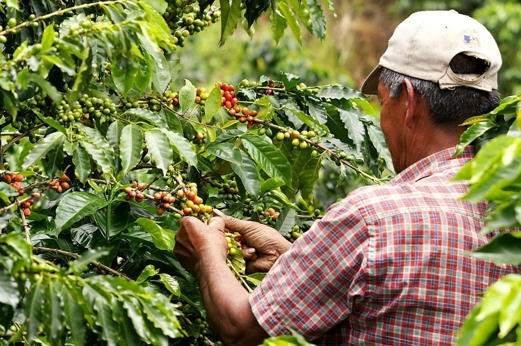 Paying farmers a living income