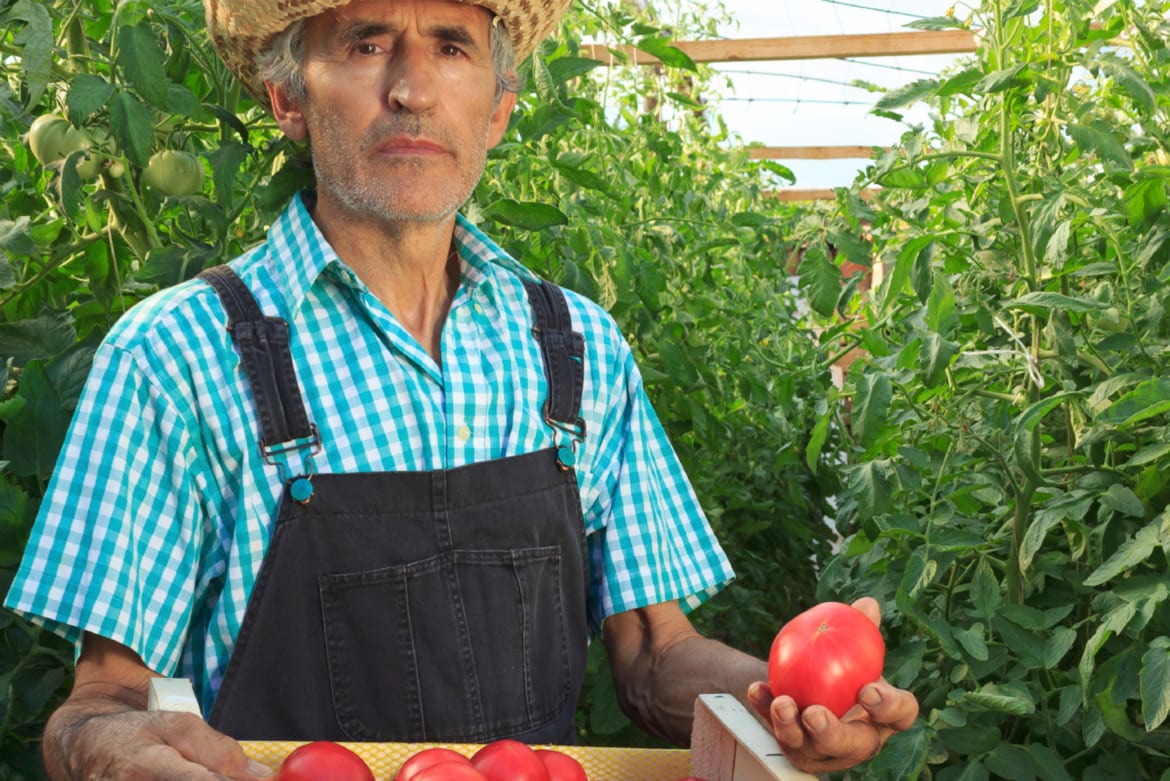 Eerlijk voedsel voor iedereen - living wage and income for tomato pickers