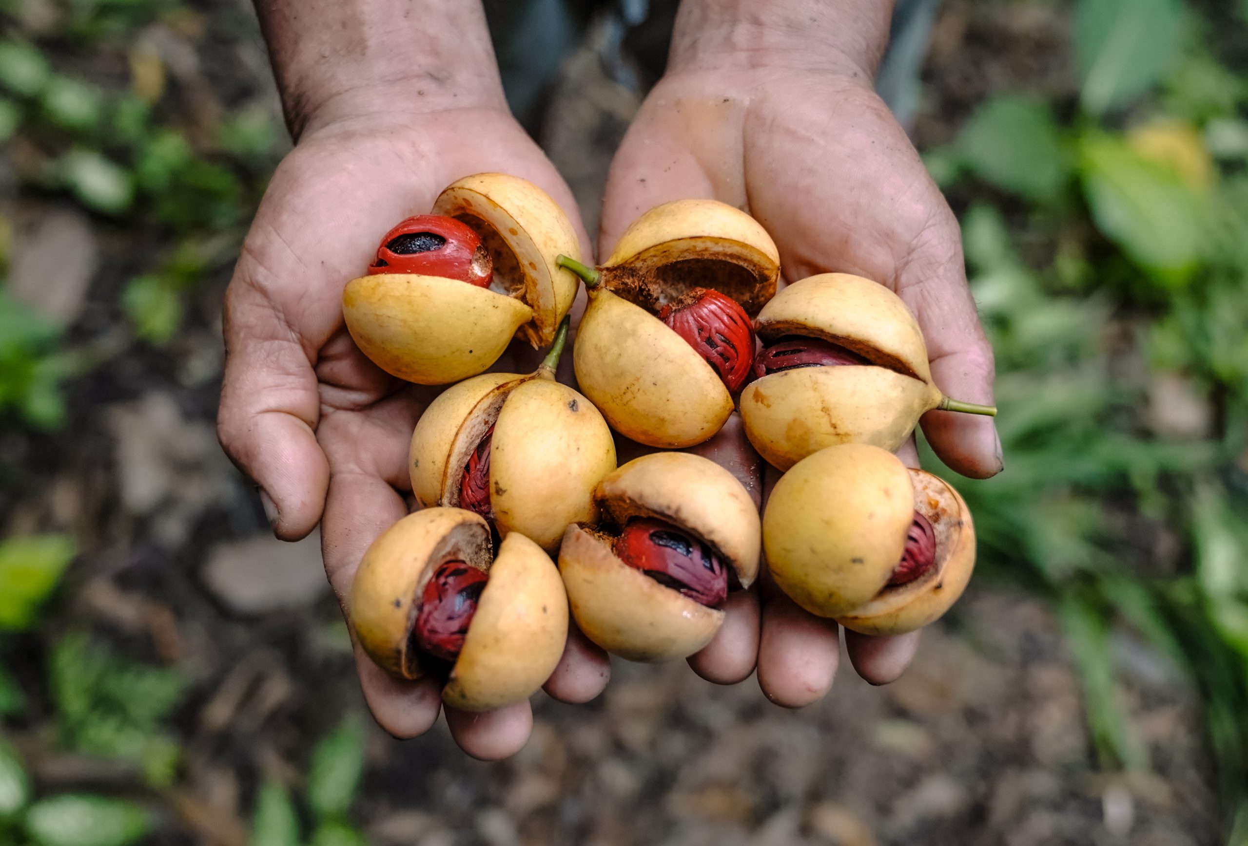 fairfood-verstegen-indonesia-nutmeg