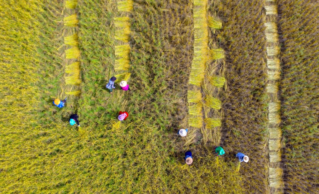 Picture of Asian farmer using sickle to harvest in farmland.