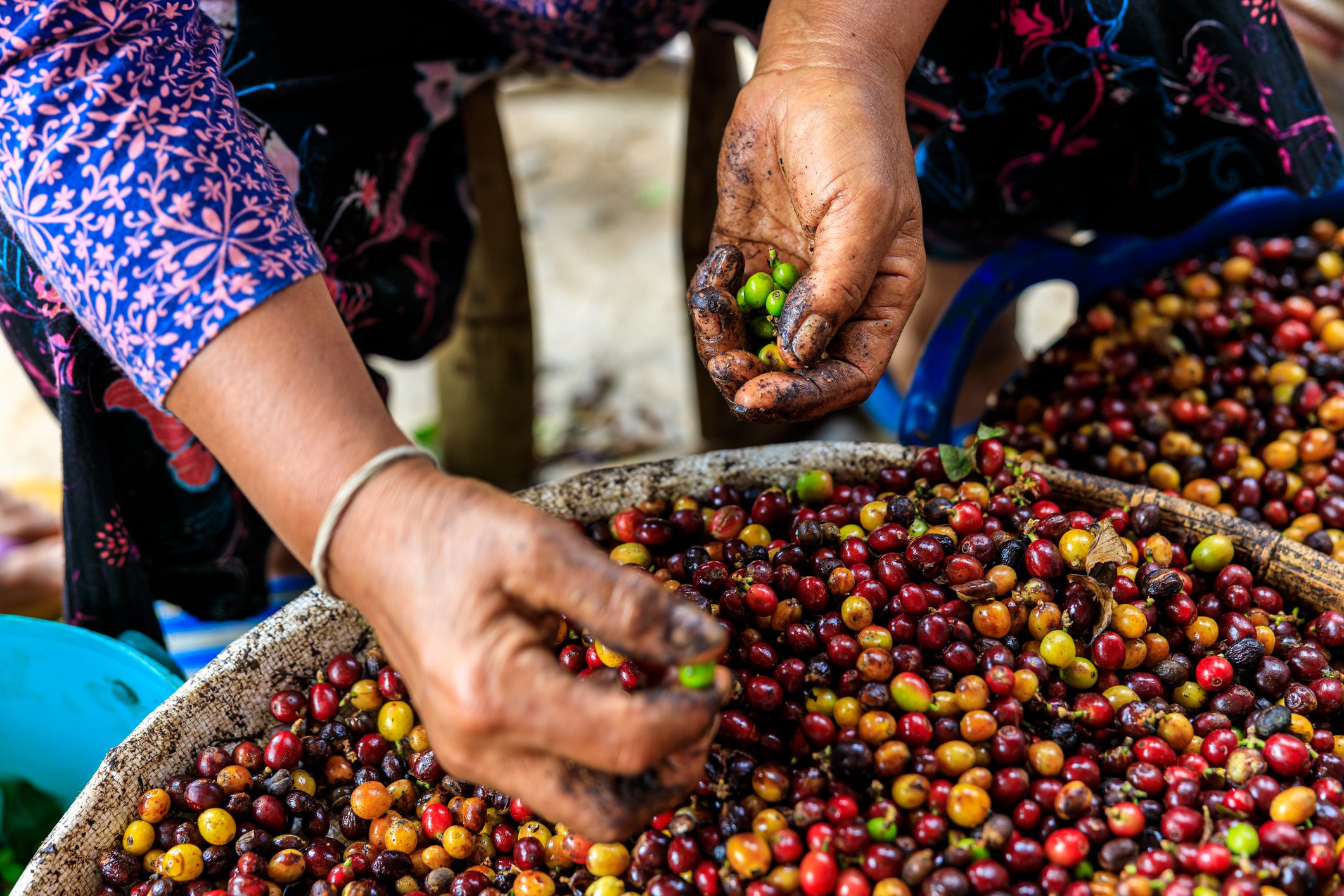 Midsection Of Farmers Working Cut Out Coffee Bean