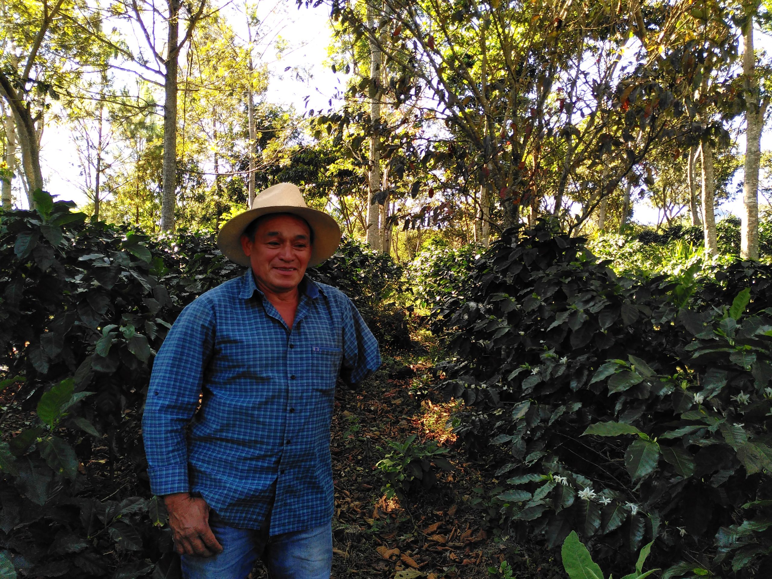 fairfood-honduras-coffee116