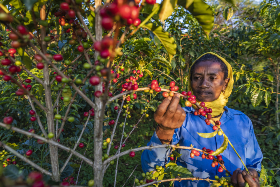 Another traceable coffee chain: Fairtrade Original is spilling the beans