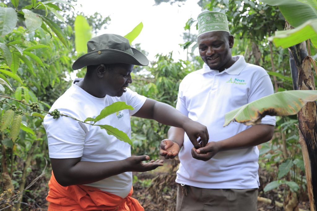 Fairfood, Ndugu and Solidaridad piloted a new approach to help companies meet their Scope 3 emissions targets in a transparent, verifiable way. A new case study shares early insights from the pilot, and explores the value for businesses working towards truly sustainable supply chains.